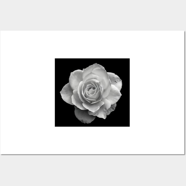 White Rose in Black and White Wall Art by briankphoto